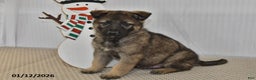 German Shepherd dogs for sale: Carson - Ad 3