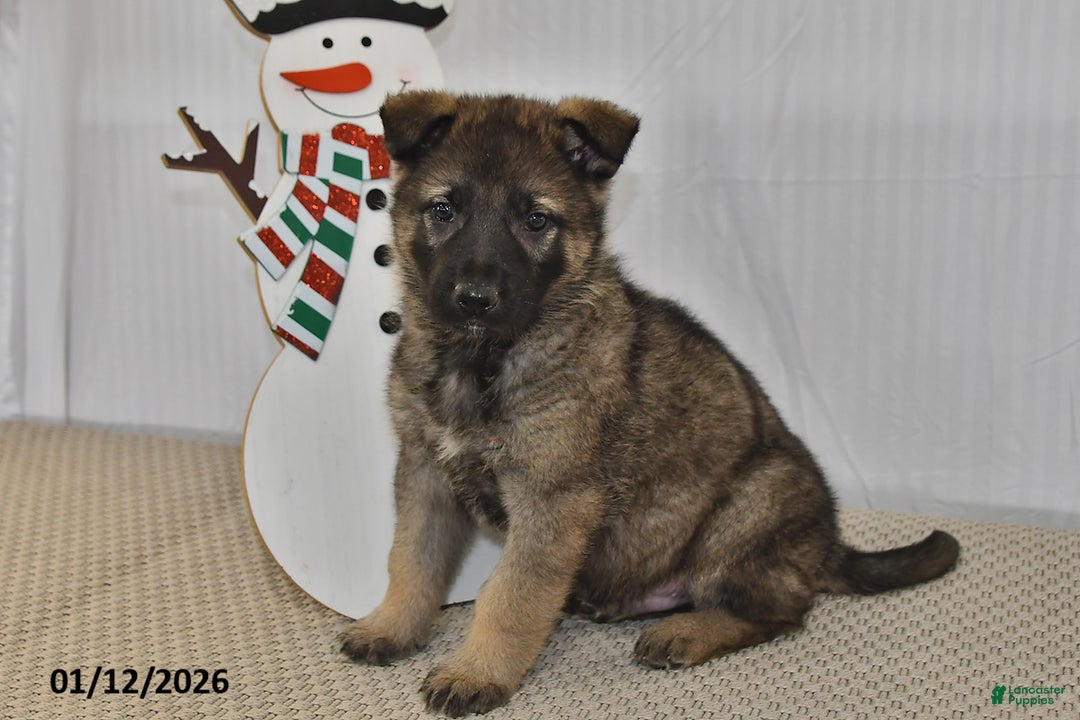 German Shepherd dogs for sale: Carson - Ad 3