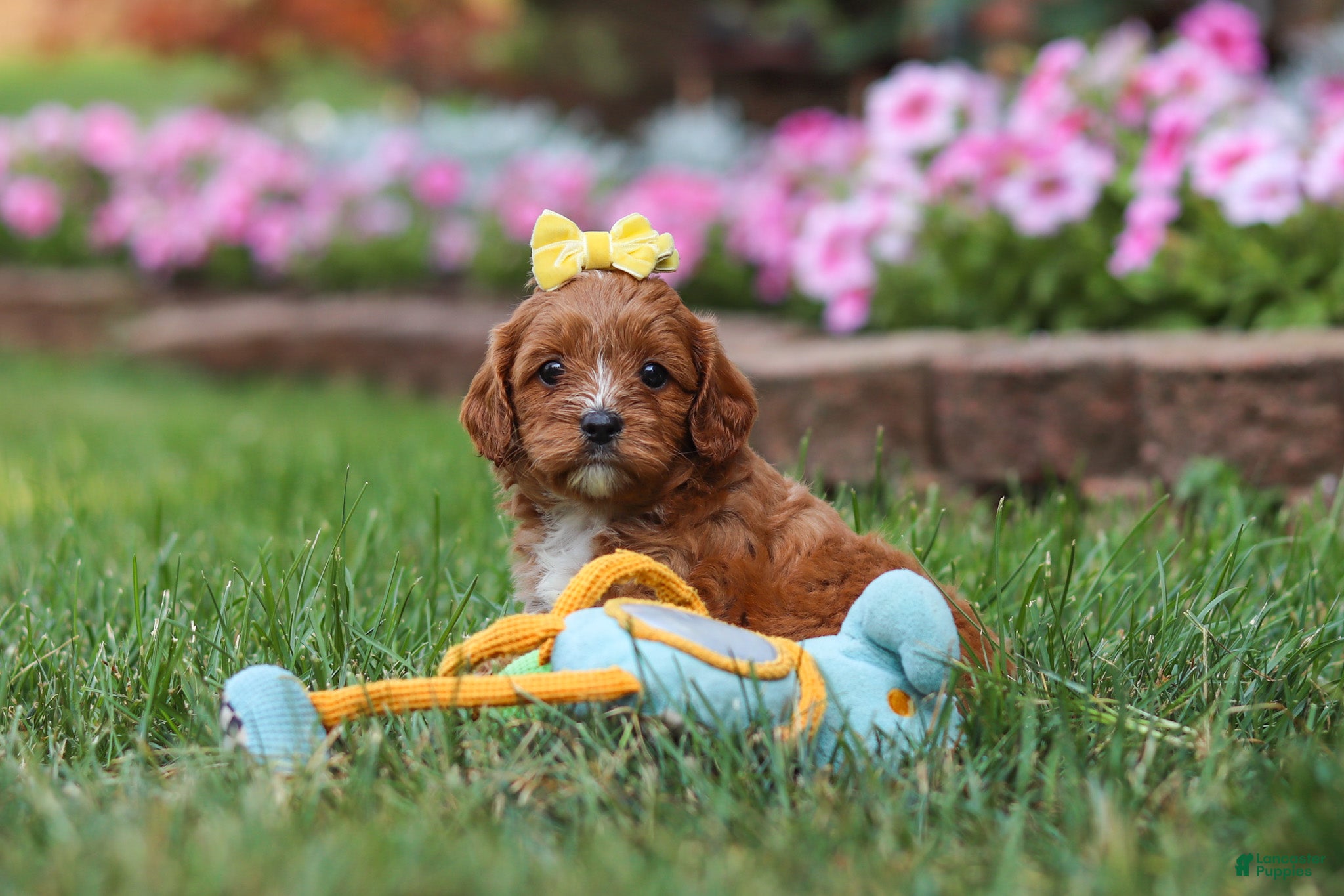 Cavapoo dogs Fiona - Ad 1