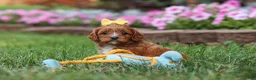 Cavapoo dogs for sale: Fiona - Ad 1