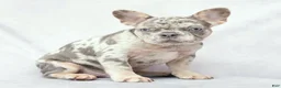 French Bulldog dogs for sale: Diesel - Ad 6