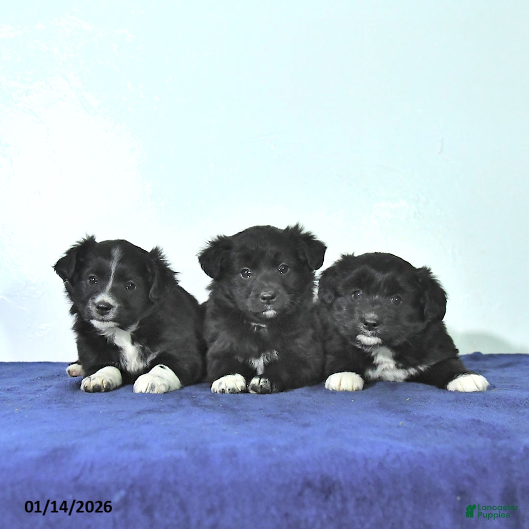 Mixed Breed dogs for sale: Dakota - Ad 3