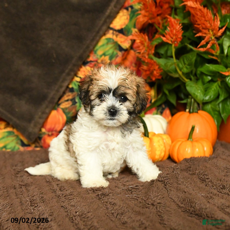 Maltipoo dogs Betty   - Ad 1