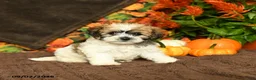 Maltipoo dogs for sale: Betty   - Ad 1