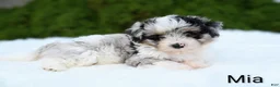 Miniature Australian Shepherd dogs for sale: Mia - Ad 5