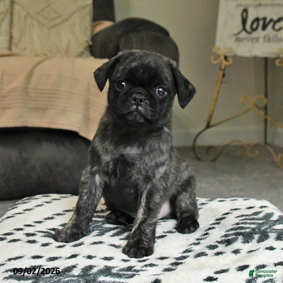 Pug dogs for sale: Pepper - Ad 4