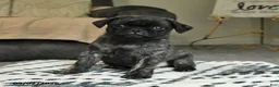 Pug dogs for sale: Pepper - Ad 1