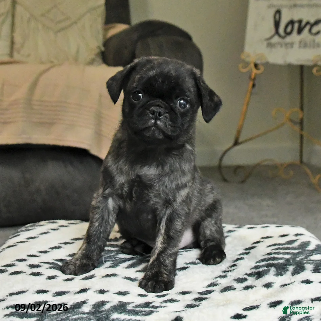 Pug dogs for sale: Pepper - Ad 1