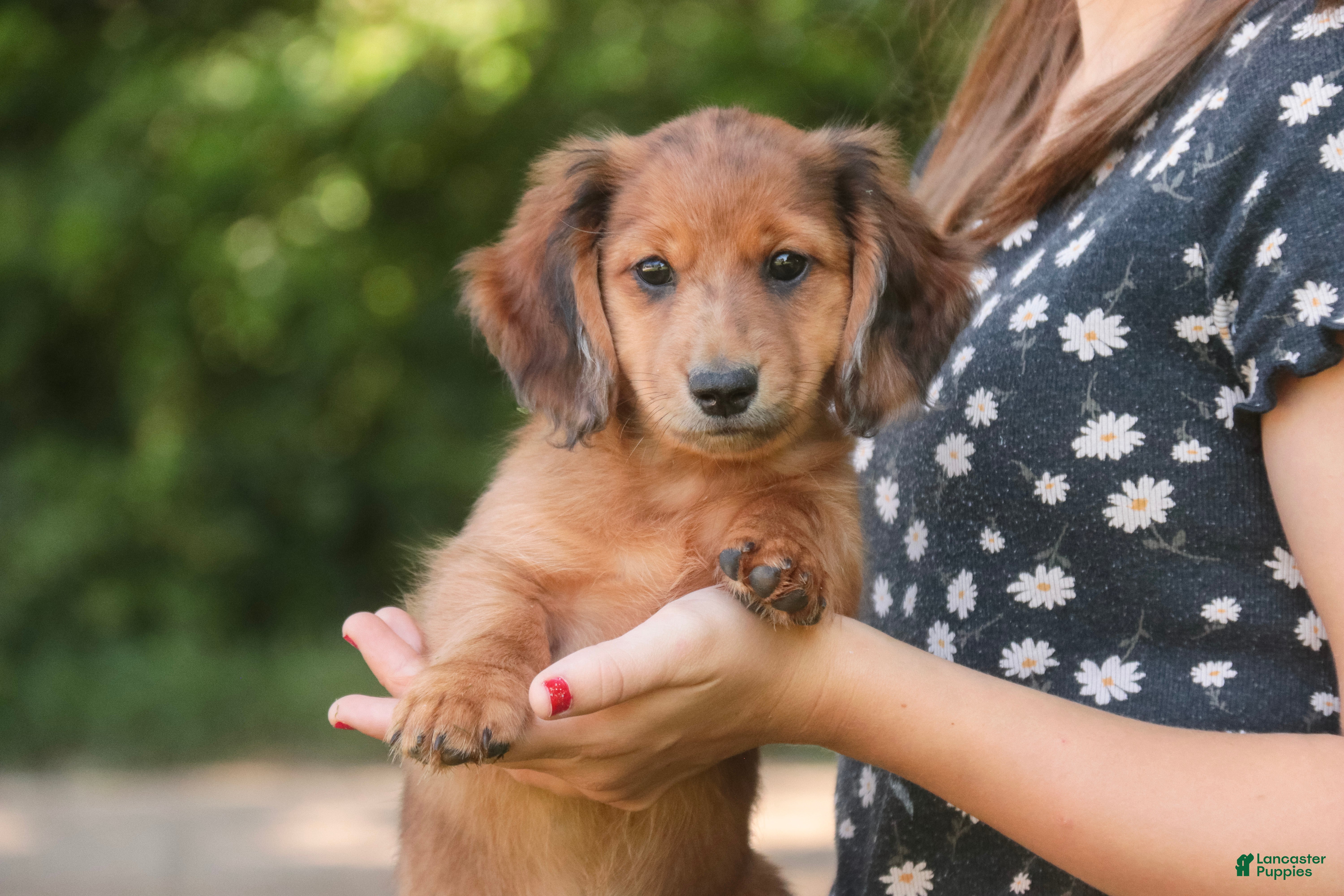 Miniature Dachshund dogs Ari Miniature Dachshund - Ad 1