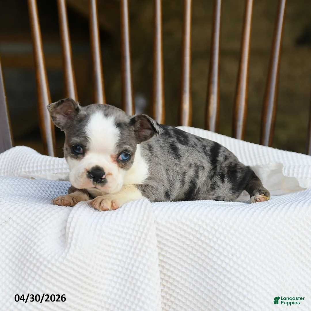 Boston Terrier dogs for sale: Tilly - Ad 2