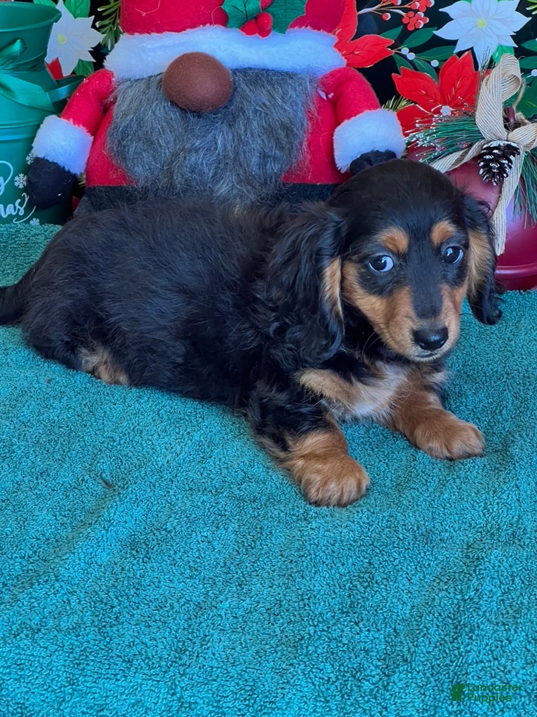Miniature Dachshund dogs for sale: Peggy - Ad 2