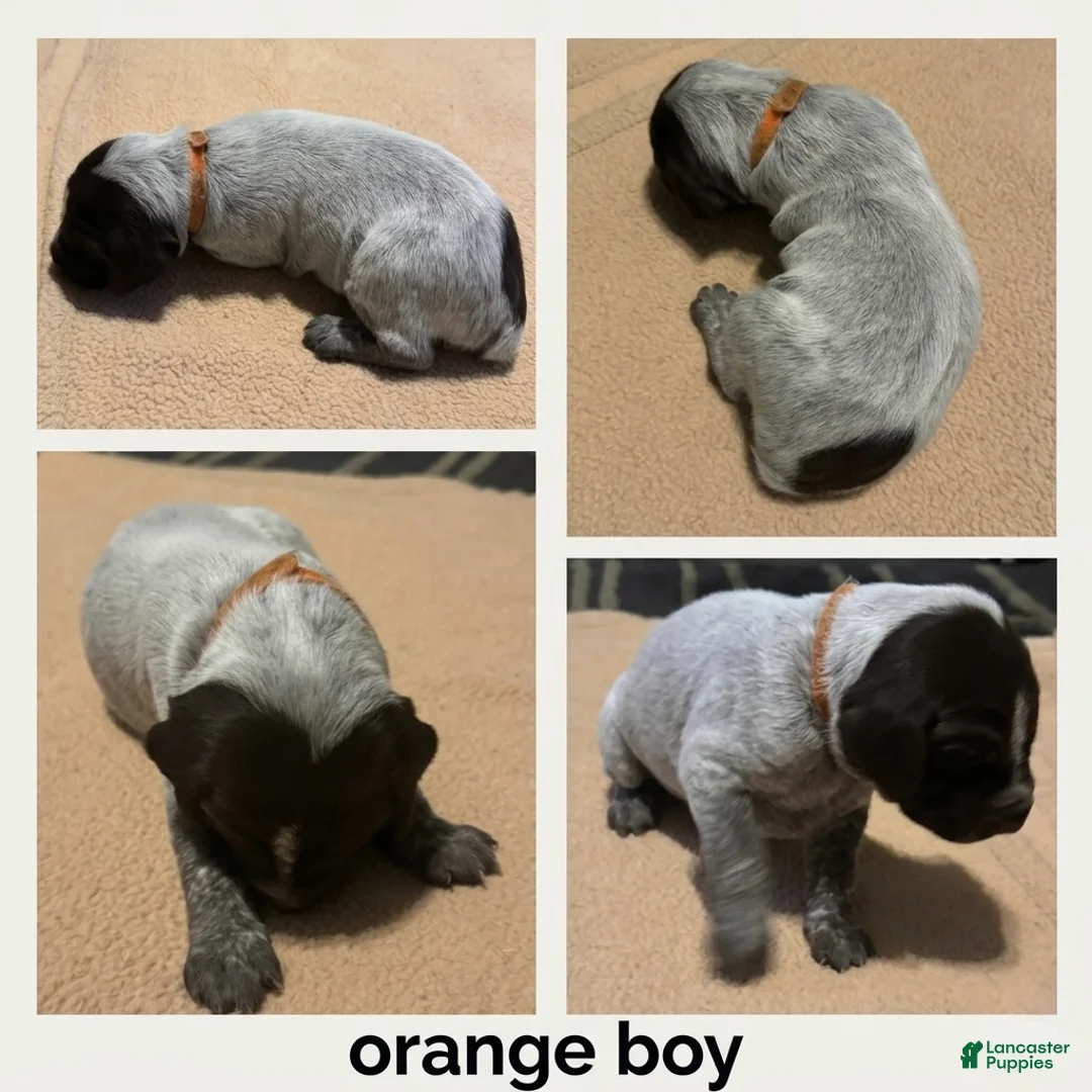 German Shorthaired Pointer dogs for sale: German Shorthaired Pointer Puppy 1 - Ad 1