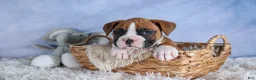 Boxer dogs for sale: Sawyer - Ad 8