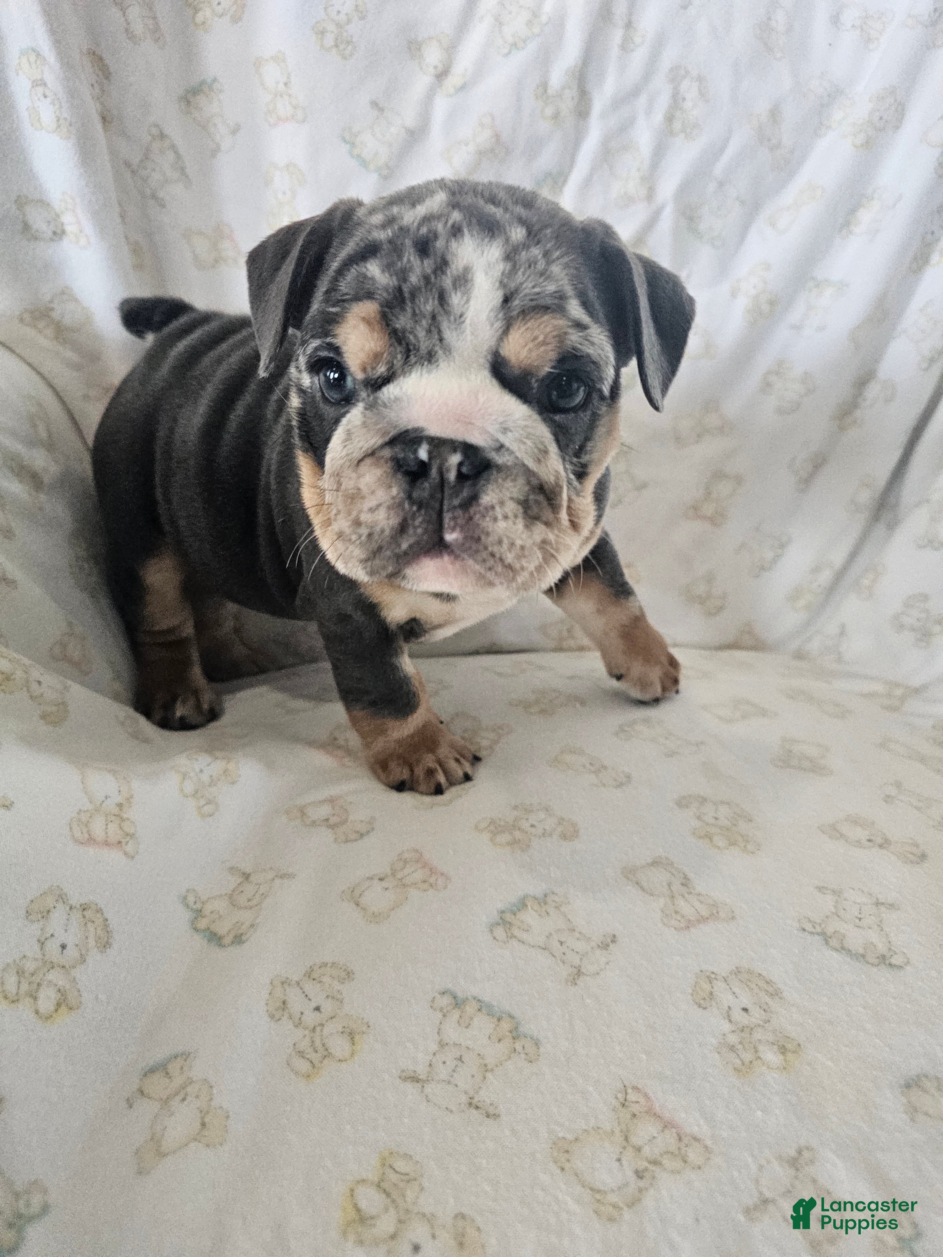 English Bulldog dogs English Bulldog Puppy 2 - Ad 2