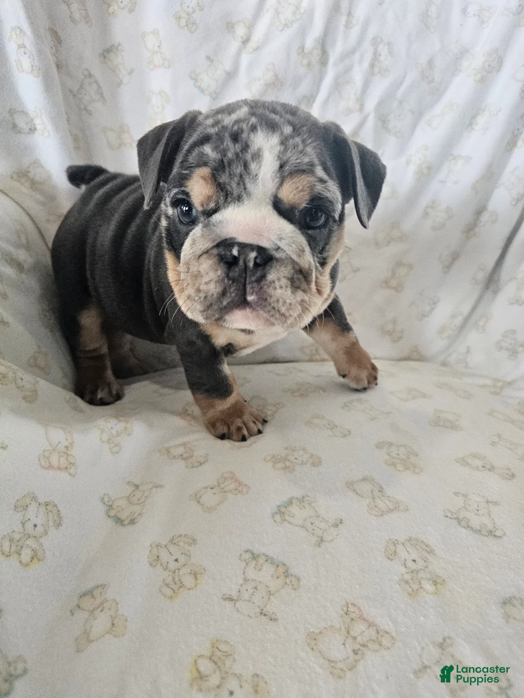 English Bulldog dogs for sale: English Bulldog Puppy 2 - Ad 2