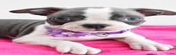 Boston Terrier dogs for sale: Indie - Ad 3