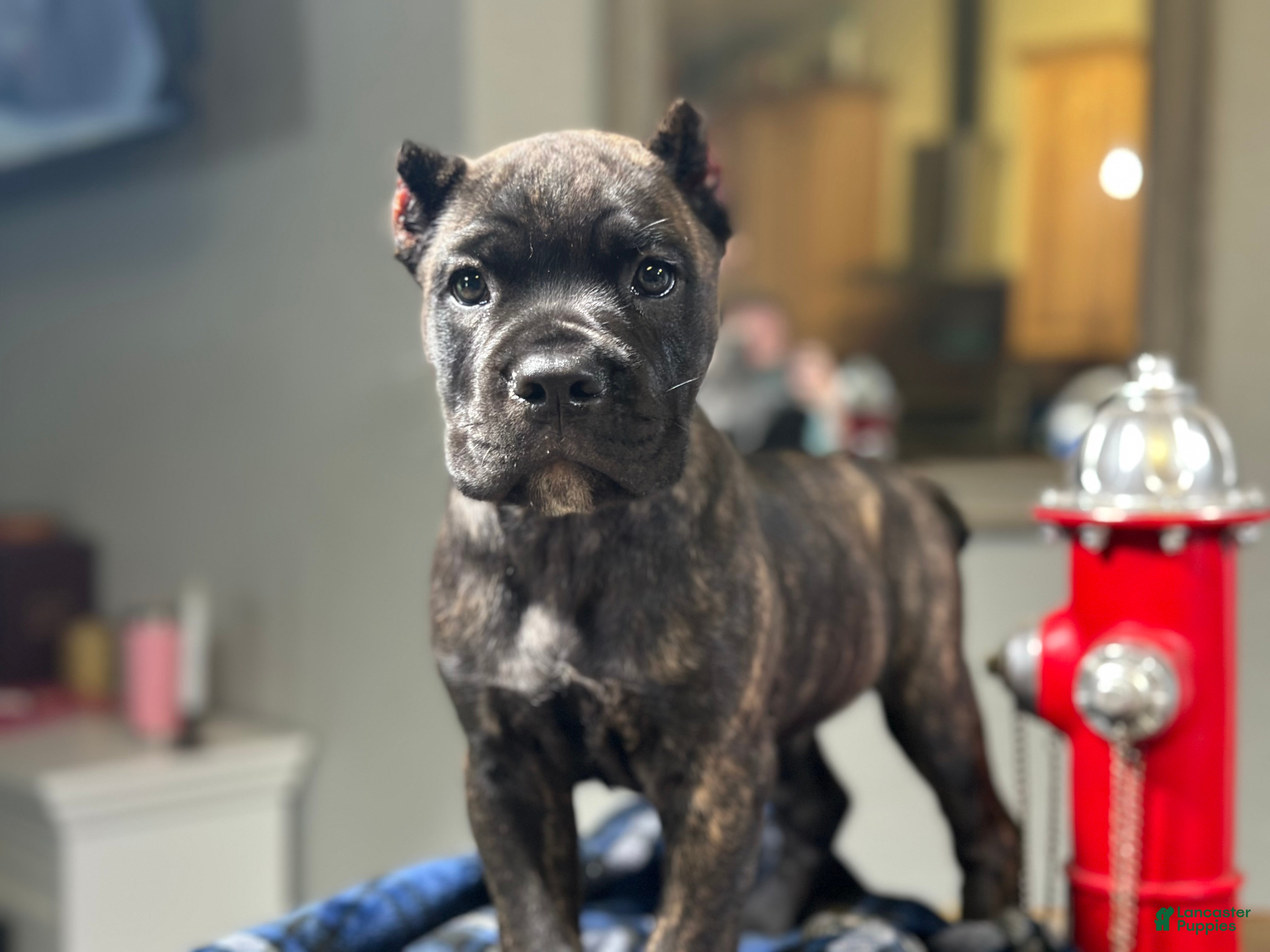 Cane Corso dogs Clyde black brindle - Ad 1