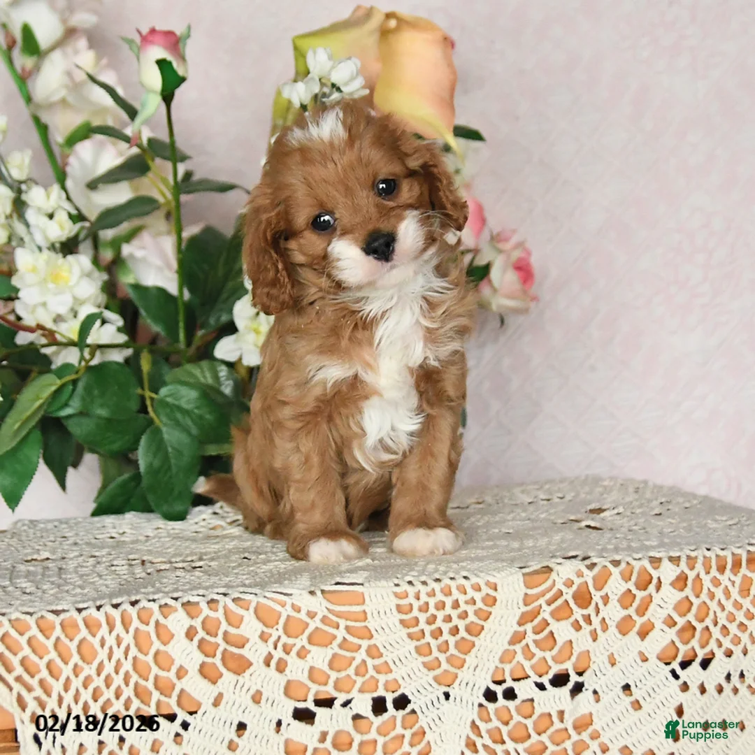 Cavapoo dogs for sale: Kristi - Ad 1