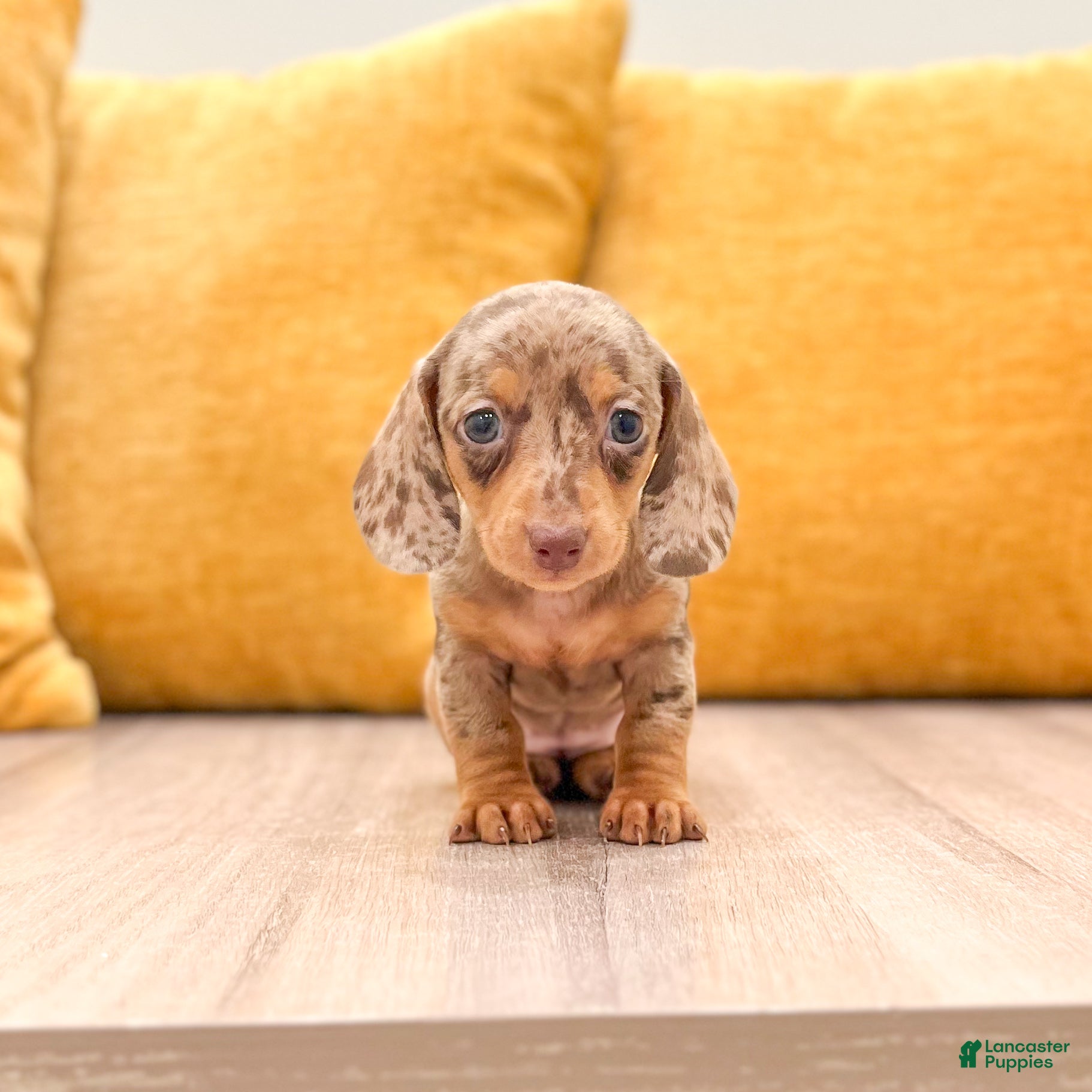 Miniature Dachshund dogs Ginger - Ad 1