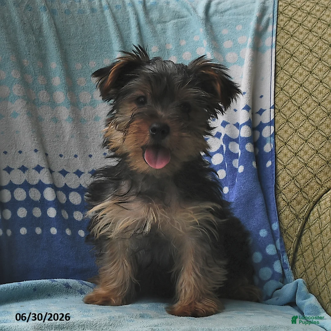 Yorkshire Terrier dogs for sale: Miney - Ad 1