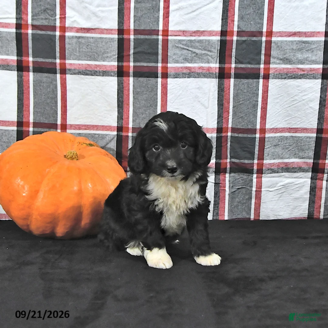 Mini Aussiedoodle dogs for sale: Dusty - Ad 1