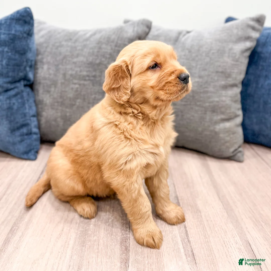 Golden Retriever dogs for sale: Harper - Ad 7