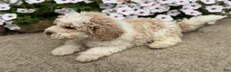 Miniature Poodle dogs for sale: Billy - Ad 4