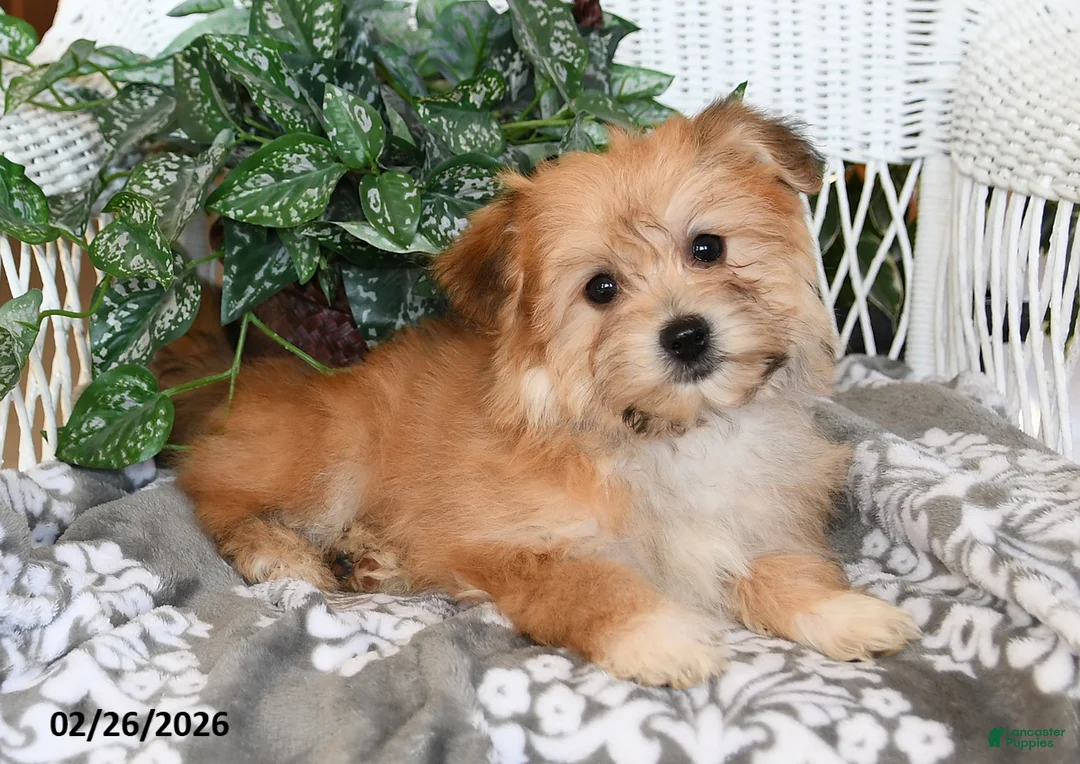 Havanese dogs for sale: Cactus - Ad 2