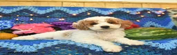 Mini Goldendoodle dogs for sale: Champ  - Ad 4
