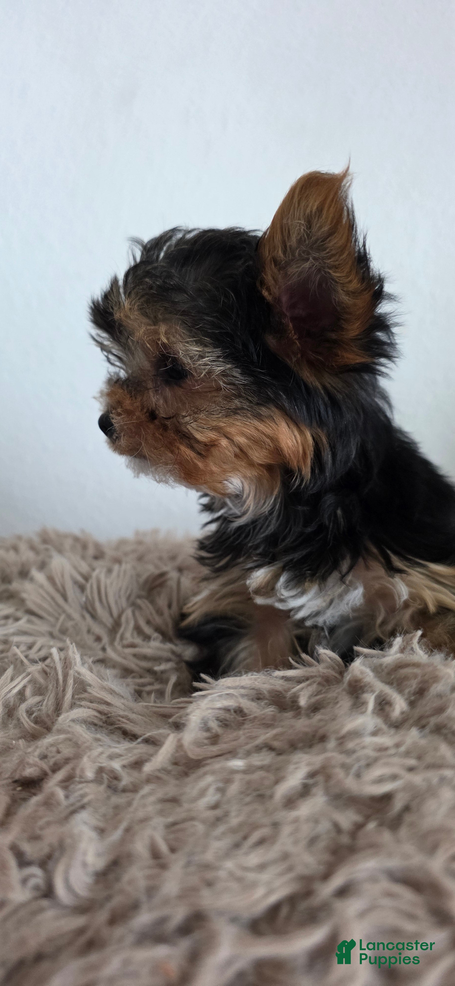 Yorkshire Terrier dogs Minnie - Ad 2