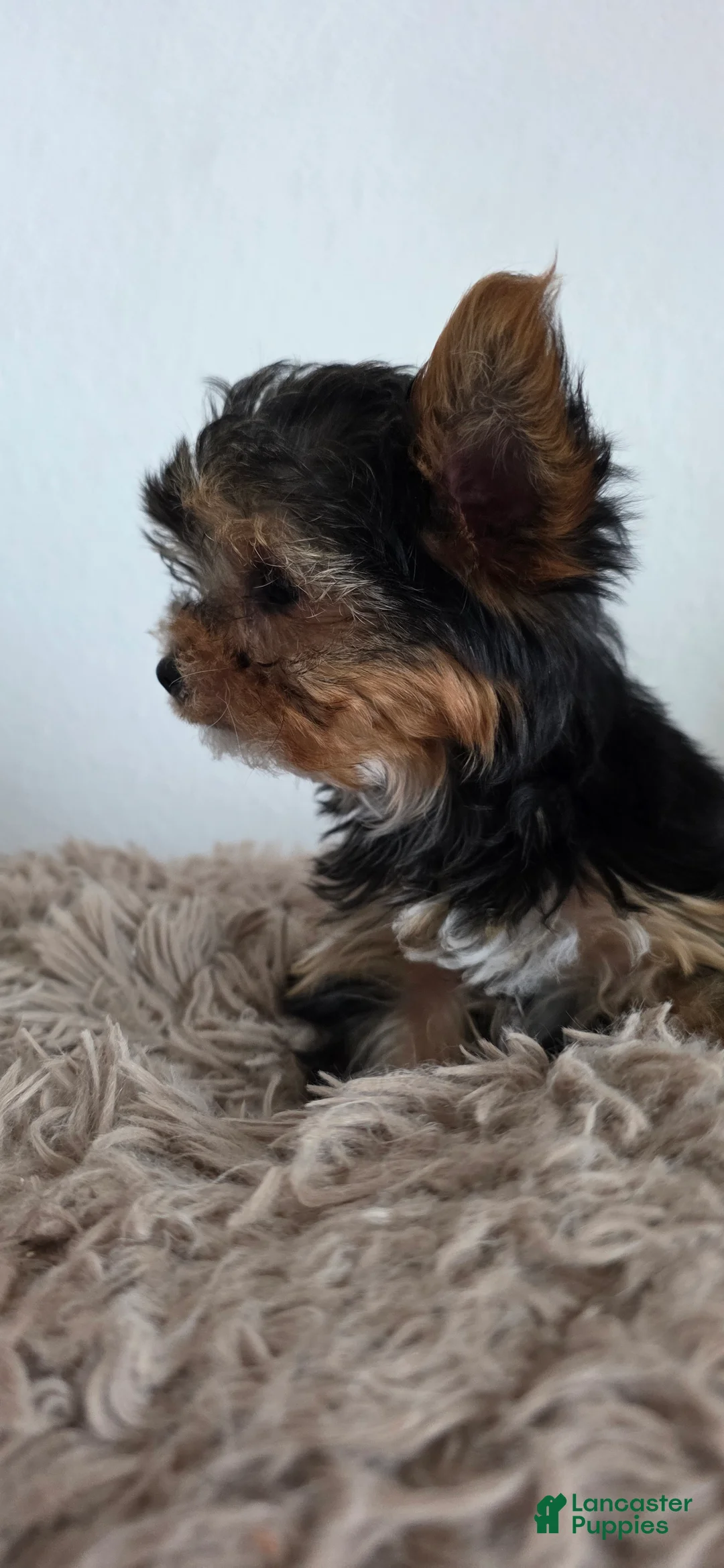 Yorkshire Terrier dogs for sale: Minnie - Ad 2