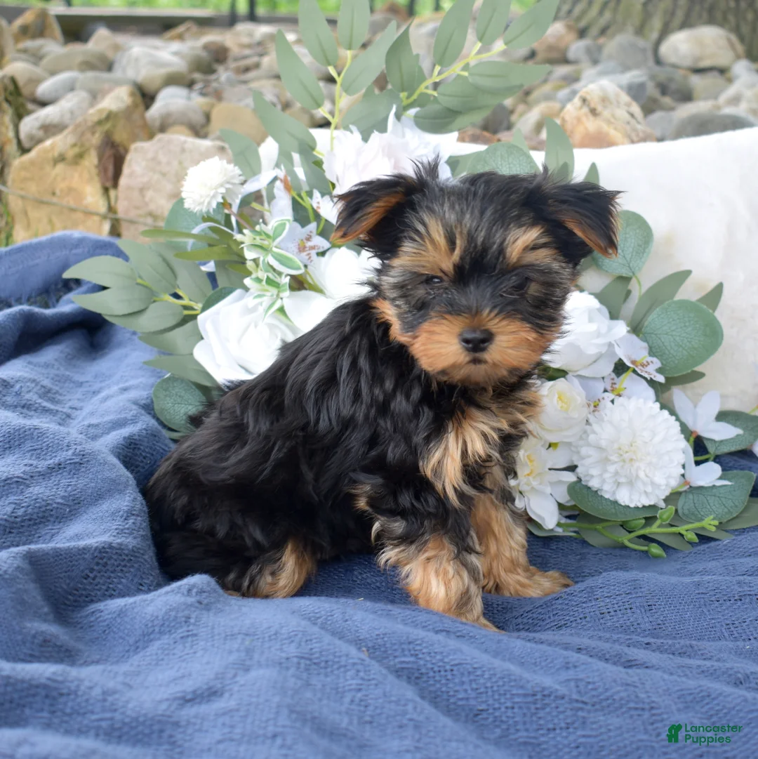 Yorkshire Terrier dogs for sale: Cheerio - Ad 1