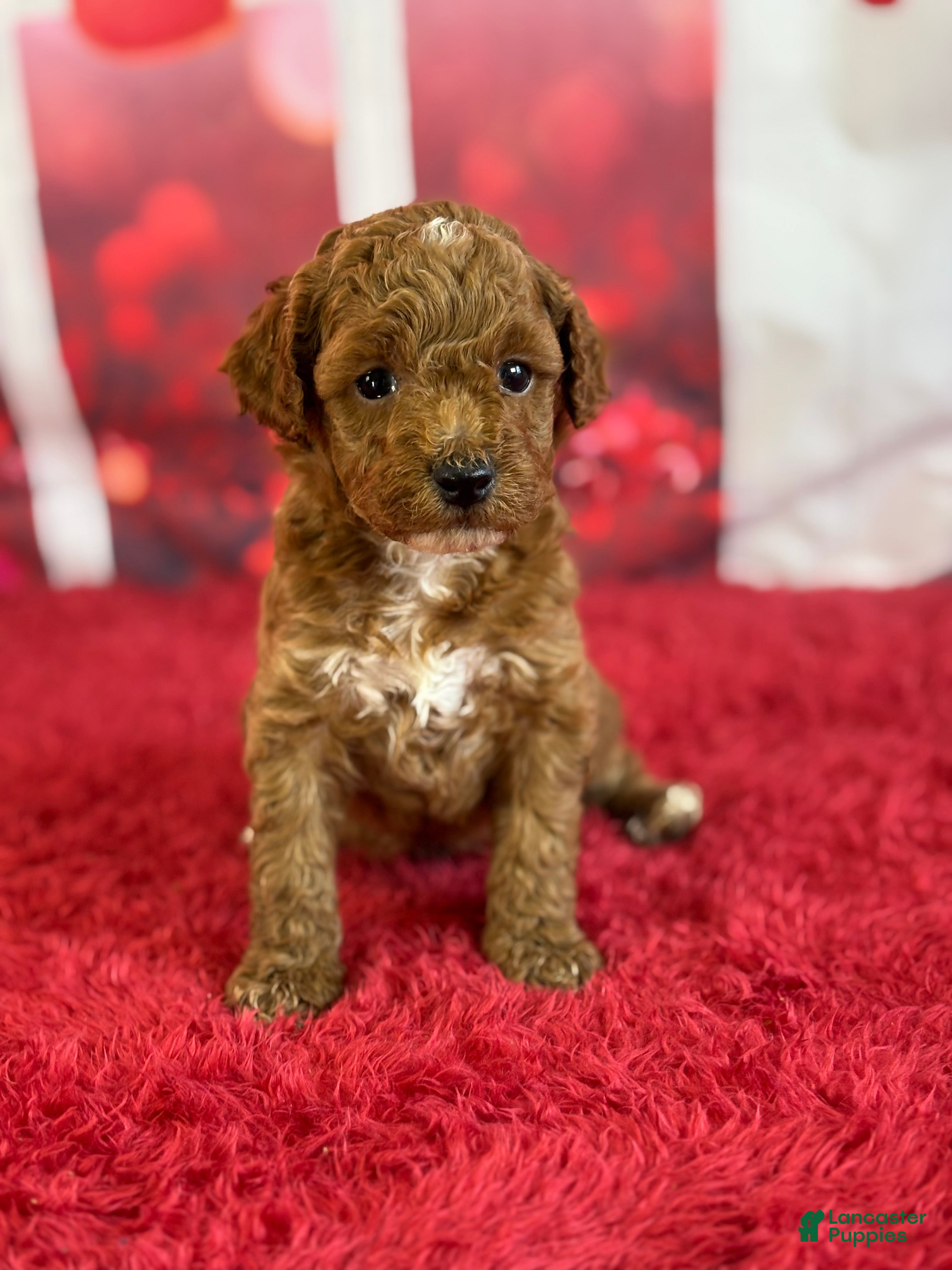 Miniature Poodle dogs Hadley - Ad 1