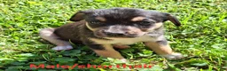 Mixed Breed dogs for sale: Mixed Breed Puppy 2 - Ad 5