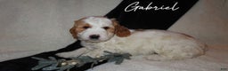 Mini Goldendoodle dogs for sale: Gabriel - Ad 3