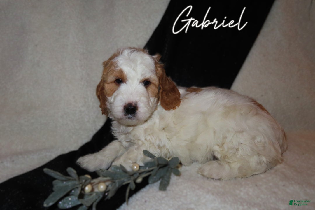 Mini Goldendoodle dogs for sale: Gabriel - Ad 3