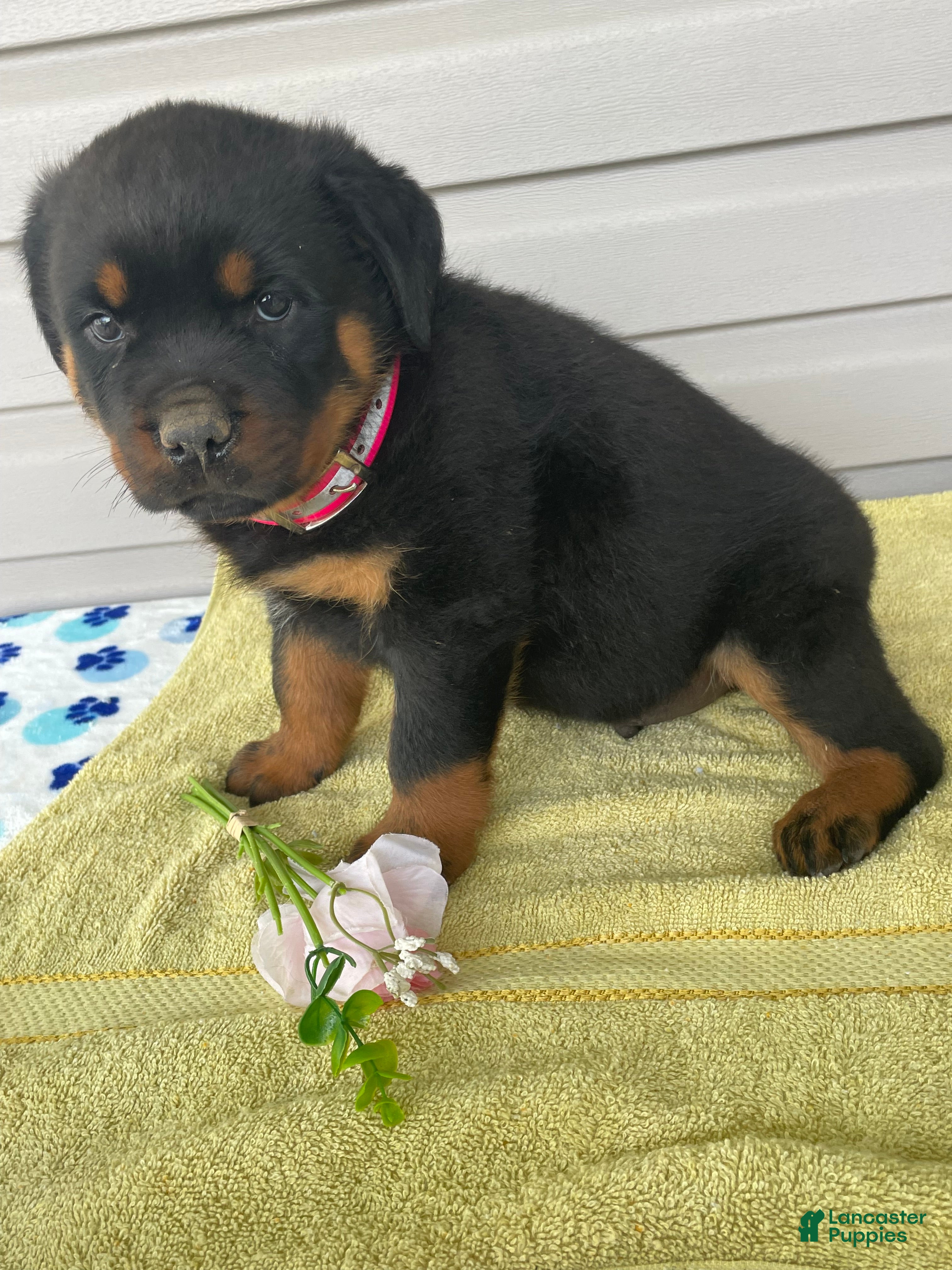 Rottweiler dogs Dozer - Ad 42