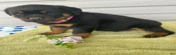 Rottweiler dogs for sale: Dozer - Ad 1