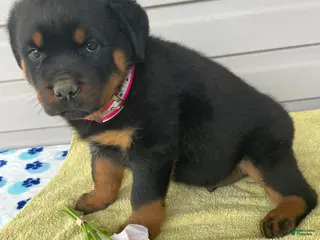 Rottweiler dogs Dozer - Ad 42