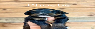 Phoebe