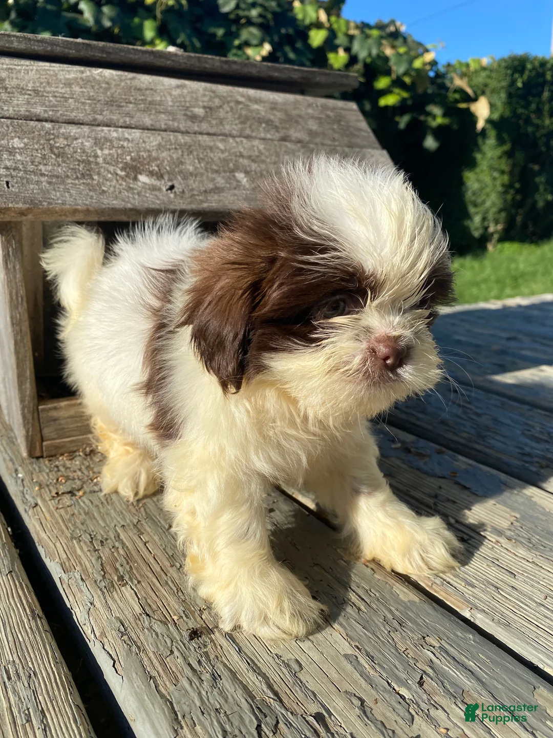 Shih Tzu dogs for sale: Milo - Ad 13