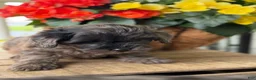 Mixed Breed dogs for sale: Quincey - Ad 5