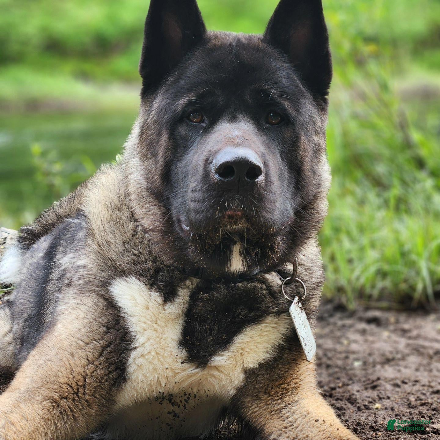 Akita dogs Akita 1 - Ad 4