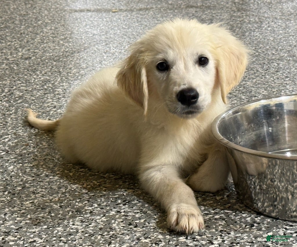 Golden Retriever dogs Max - Ad 1