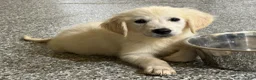 Golden Retriever dogs for sale: Max - Ad 1