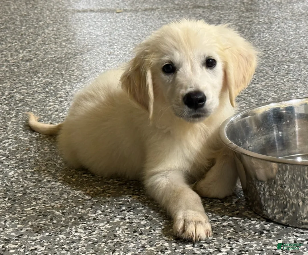 Golden Retriever dogs for sale: Max - Ad 1