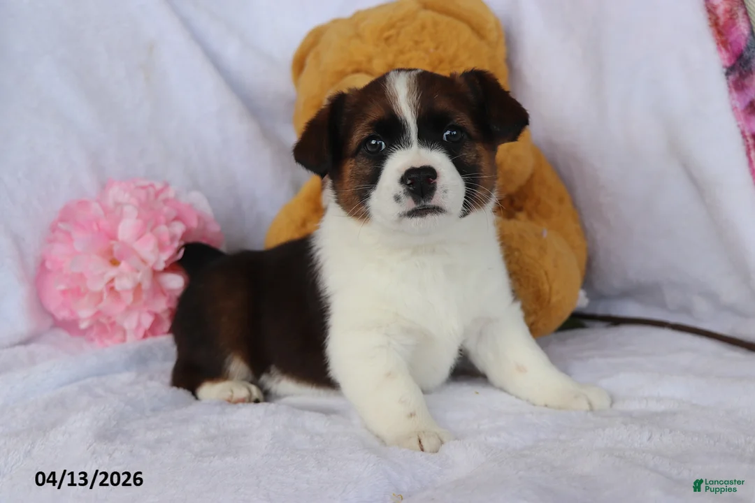 Mixed Breed dogs for sale: Tessa - Ad 1