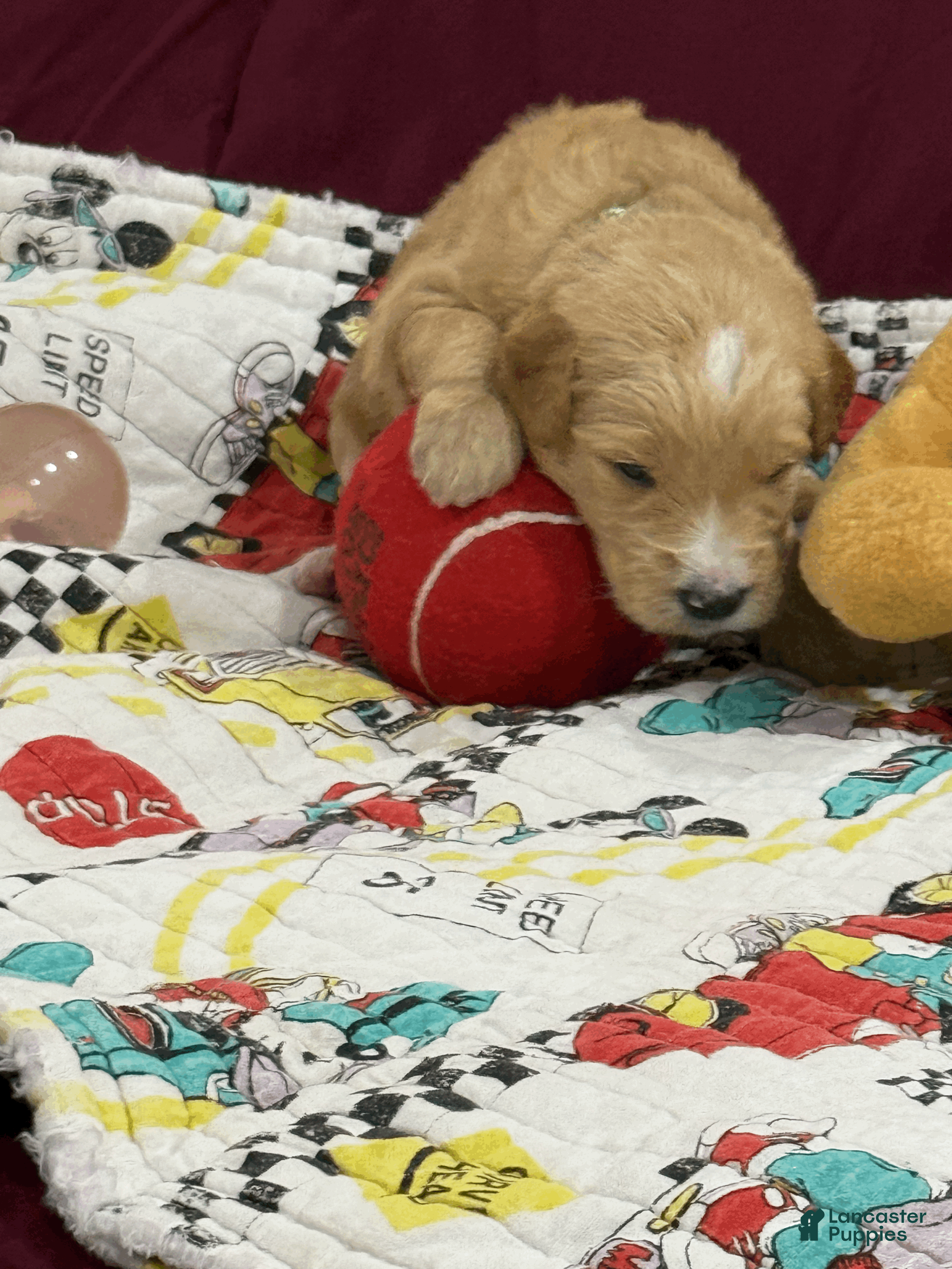 Goldendoodle dogs Green - Ad 2