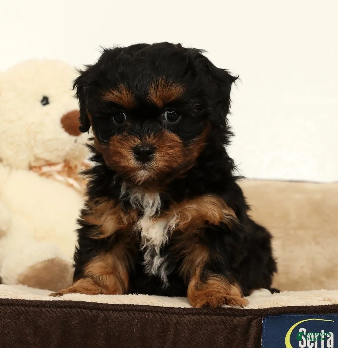 Shihpoo dogs for sale: Sherrie - Ad 1