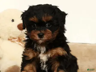 Shihpoo dogs Sherrie - Ad 4